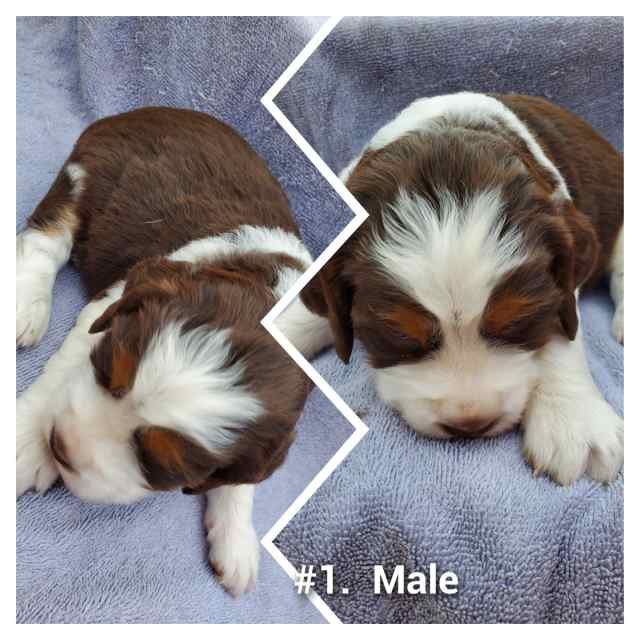 English Springer spaniel puppies 