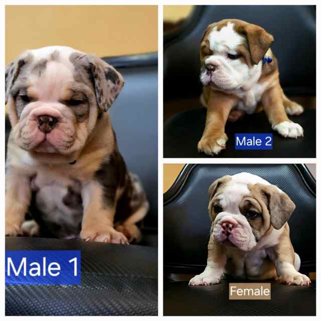 Olde English Bulldogges (Open to trades)