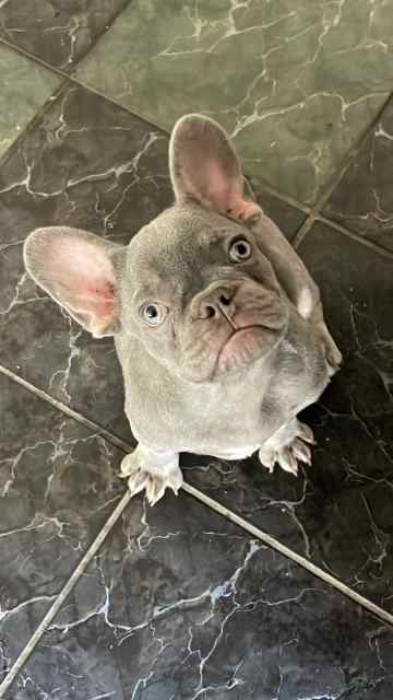 French bulldog .44 