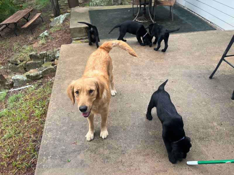 Golden Retriever/ Chocolate Lab puppies (Goldador)