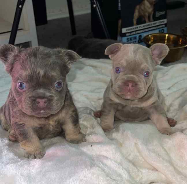 French bulldog puppies 