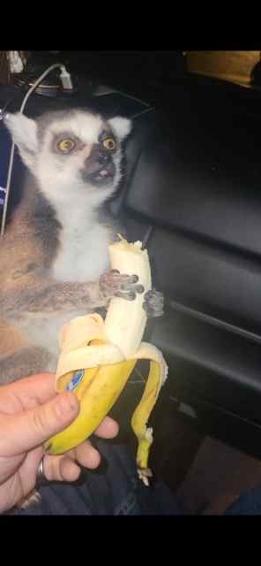 Trained Ring Tailed Lemur/Monkee