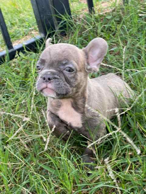 Blue Brindle Miniature French Bulldog