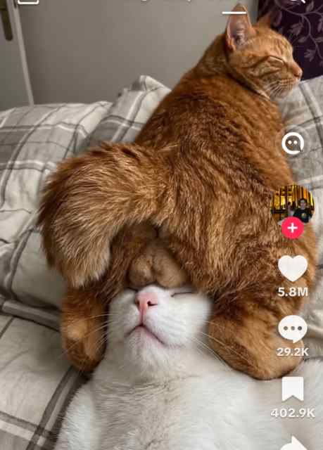 Screenshot_20260625-094603.TikTok.png