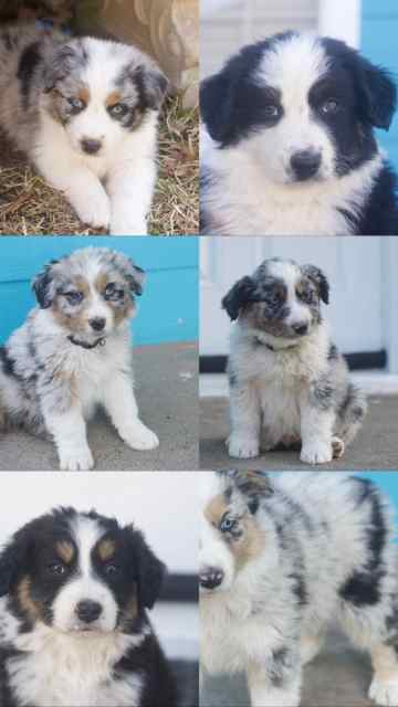 Purebred Australian shepherds