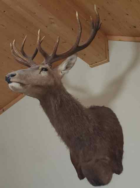 Red stag shoulder mount 