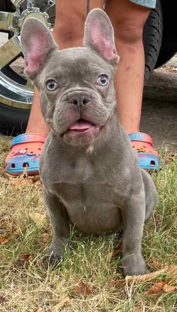 Male frenchi pup 