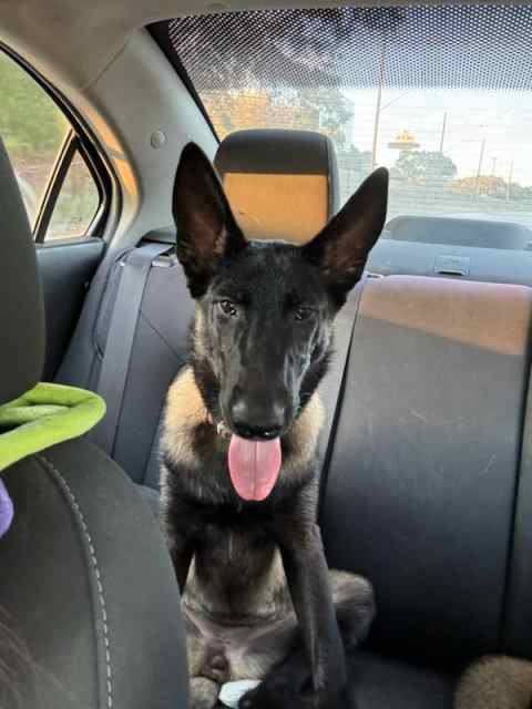 Female Belgian Malinois pup