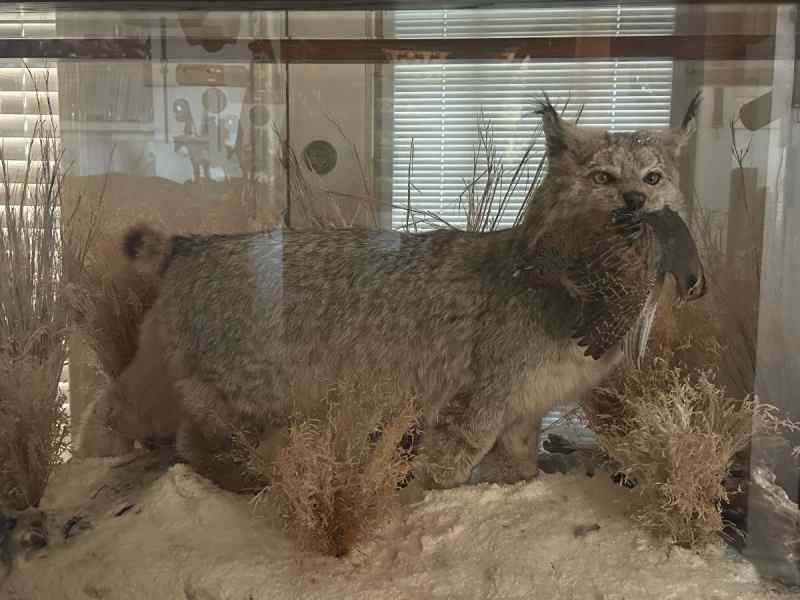 North American Snow Lynx with Quail in its Mouth