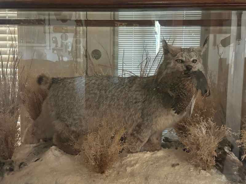 Canadian Snow Lynx with Large Quail in Mouth