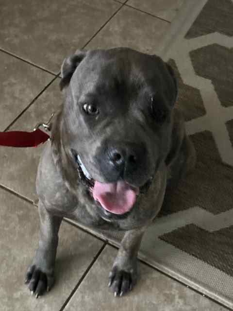Cane Corso female