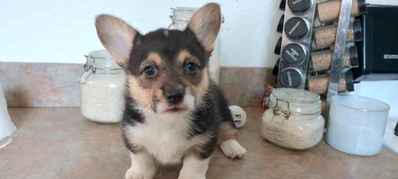 Corgi Puppy