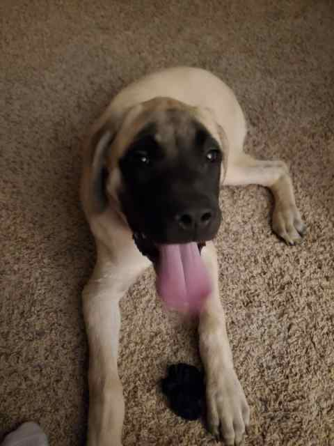 4 month old English Mastiff Pups