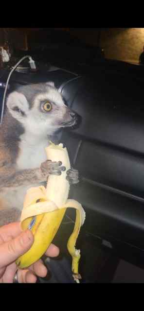 Trained Ring Tailed Lemur Sell/Trade