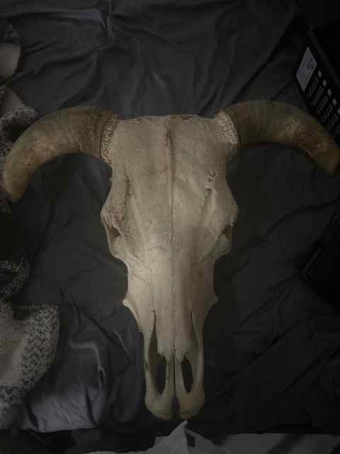 Bull skull