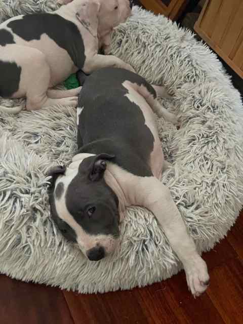 Full blood Blue and White AMERICAN BULLY puppies 