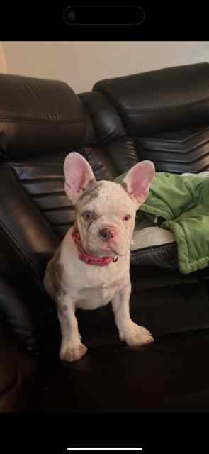 Frenchie wts/wtt