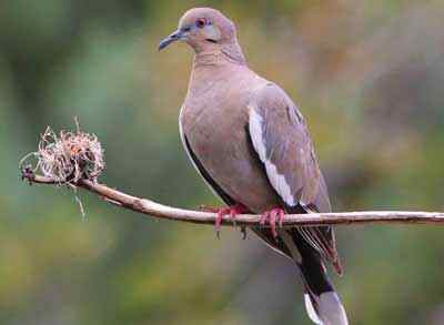 Looking for dove season near Austin