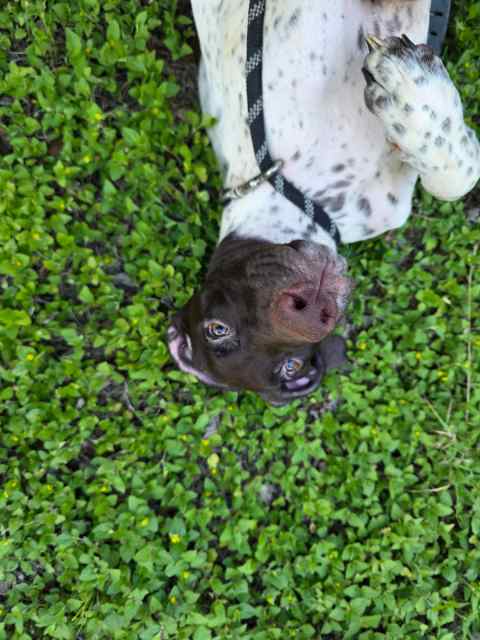 German shorthaired pointers 