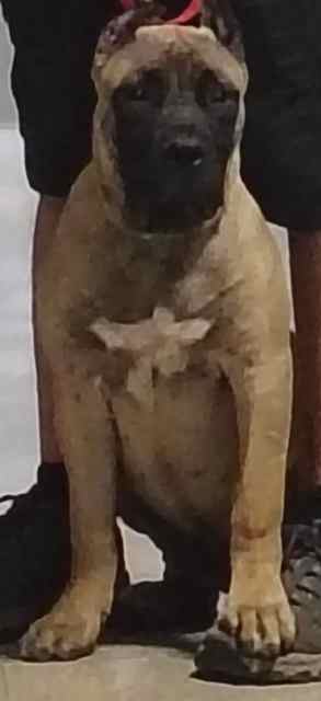 Perro De Presa Canario  (Presa)