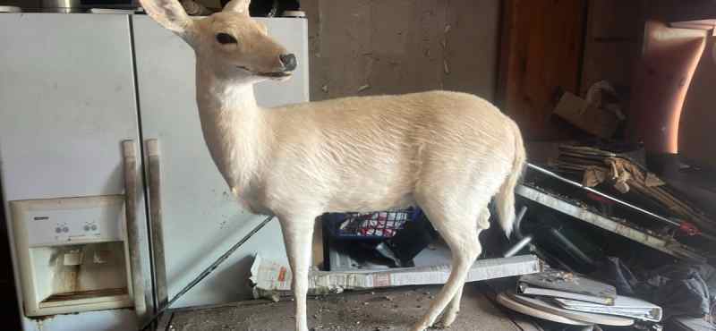 Full mount albino fawn