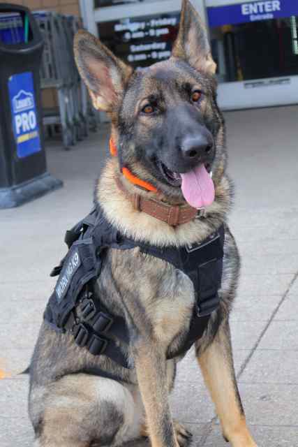 🔥AKC EUROPEAN GERMAN SHEPHERD WORKING K9🔥🔥🔥