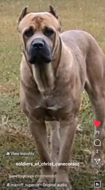 Next best thing to a firearm. Cane Corso pups