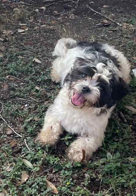 🐶Shih-tzu/ poodle mix 👀