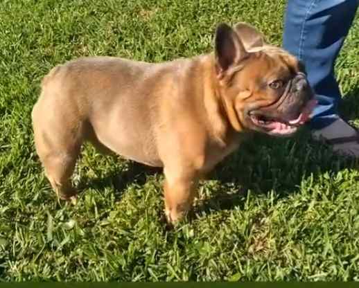 2 year old akc frenchie 