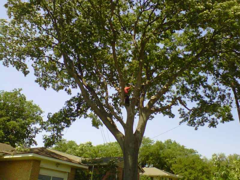 INSURED CERTIFIED ISA ARBORIST FOR TRADE